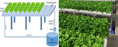 Performance analysis of two typical greenhouse lettuce production systems: commercial hydroponic production and traditional soil cultivation